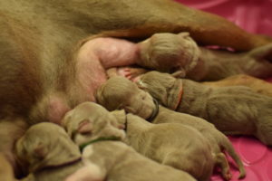 Rottin's Stony feeding her puppies