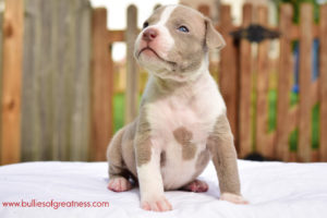 BOG American Bully Puppy