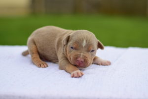 2 WEEK OLD PUPPY OPENING THEIR EYES