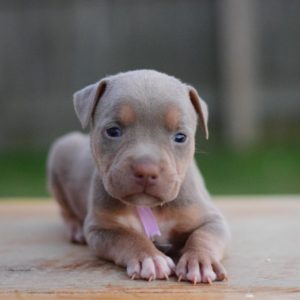 Tri American Bully Puppy 4 weeks old