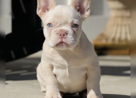 gallery-franny-and-jelly-roll-available-for-sale-french-bulldog-puppy-4500-female