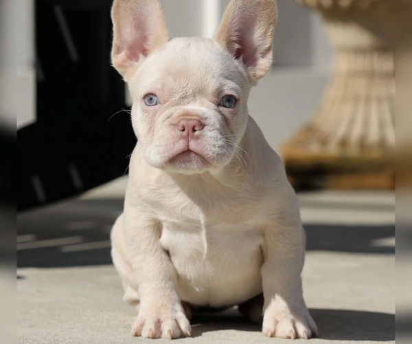 gallery-franny-and-jelly-roll-available-for-sale-french-bulldog-puppy-4500-female